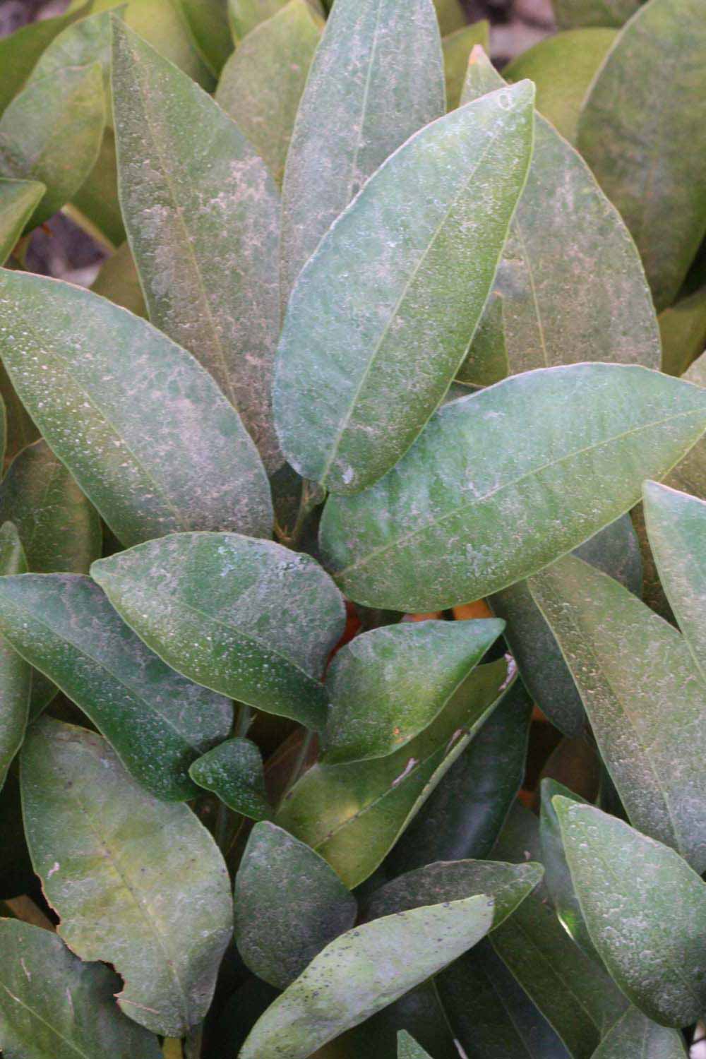              Shade leaves (Riverside, CA)       